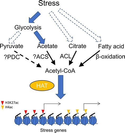 Frontiers Histone Acetylation Dynamics Integrates Metabolic Activity