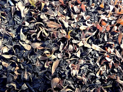 Les Feuilles Mortes Se Ramassent Au Souffleur Portatif E Flickr