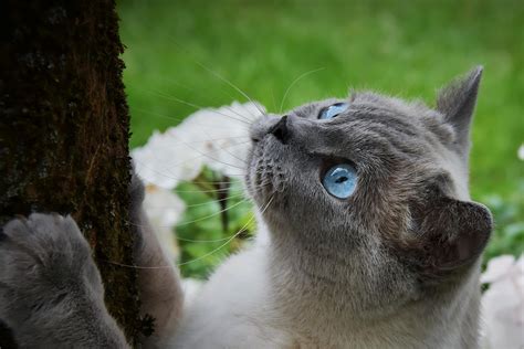 Tonkinese Kedi Cinsi Zellikleri Ve Bak M Miyavliyo