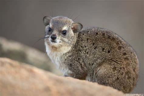 Rock Hyrax | Will Burrard-Lucas