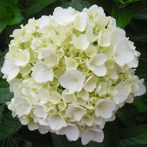 White Fresh Hydrangeas in a Box - Weddings-Birthdays-Gifts-Decoration