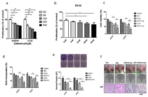 Osa Cell Proliferation Viability And Survival Fraction After