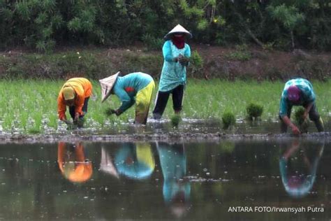 Awas Dampak El Nino Masih Akan Terasa Hingga Awal Tahun 2024