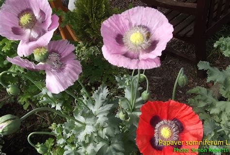 Medicinal Plants Papaver Somniferum Opium Poppy Kasakasa Gasagasalu