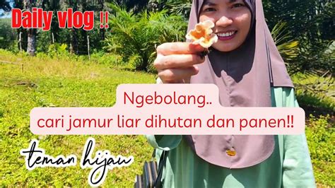 Ngebolang Cari Jamur Liar Di Hutan Panen Jamur Liar Video Youtube