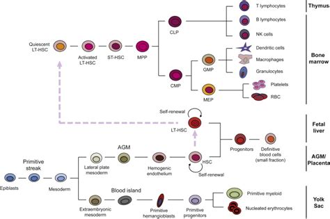 Hematopoiesis Chart