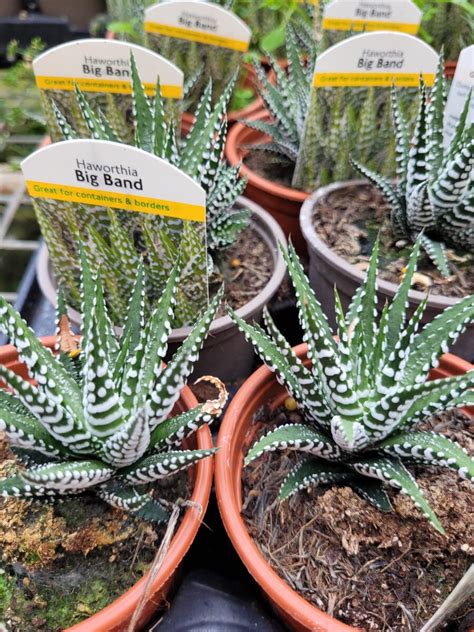 Haworthia Big Band 105cm Pot Indoor Plant Ravensworth Nurseries