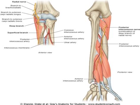 Radial Nerve Course And Relations Applied Anatomy