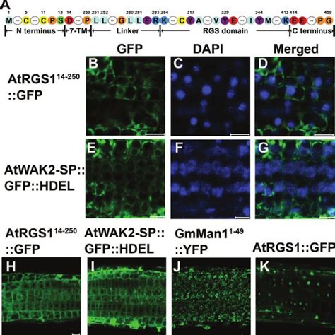 The Subcellular Localization Of AtRGS1 GFP ER AtWAK2 SP GFP HDEL