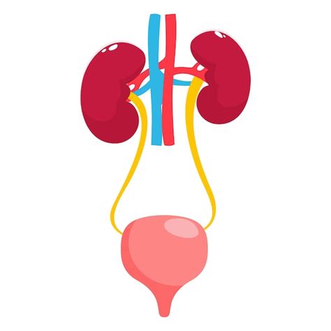 Illustratie Van De Anatomie Van De Nier En De Blaas Urinary System