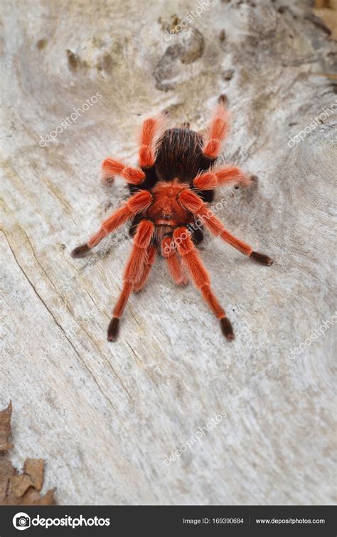 Birdeater Tarantula Spider Brachypelma Smithi Stock Photo Alex