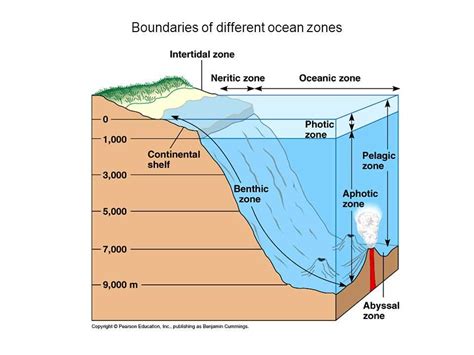 An Interactive Diagram of Ocean Zones for Learning - WireMystique