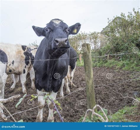 Vacas Blancos Y Negros En Un Campo Imagen De Archivo Imagen De