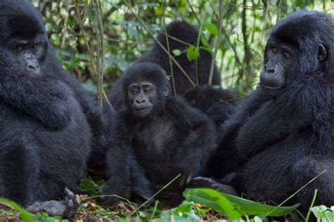 6 Critical Reasons Why the Mountain Gorilla is Endangered