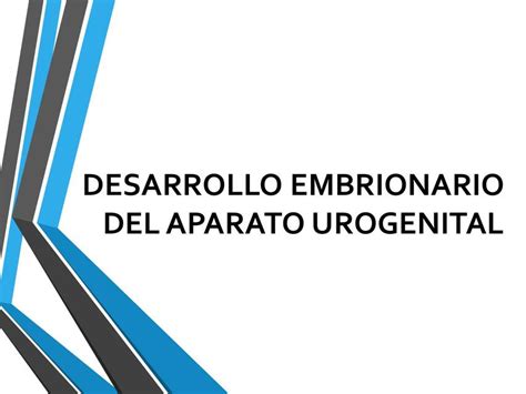 7 Desarrollo Del Aparato Urogenital Liquidoh Udocz