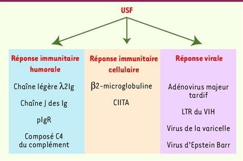 Régulation de la réponse immunitaire par USF Les facteurs de