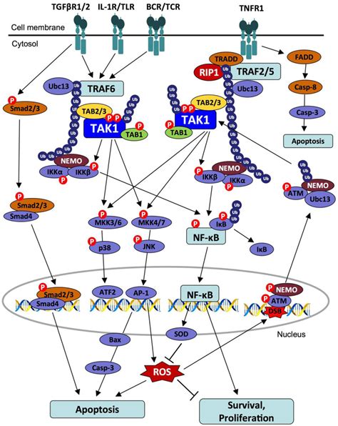 Tak1 Regulates Hepatic Cell Survival And Carcinogenesis Abstract