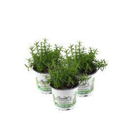 Rosmarin hängend im 12 cm Topf Rosmarinus officinalis 3 Marktfrische