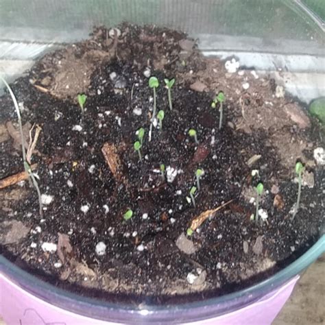 First Sprouts Garden