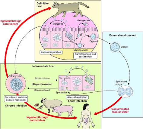 Life Cycle Of T Gondii Schematic Representation Of The Infective