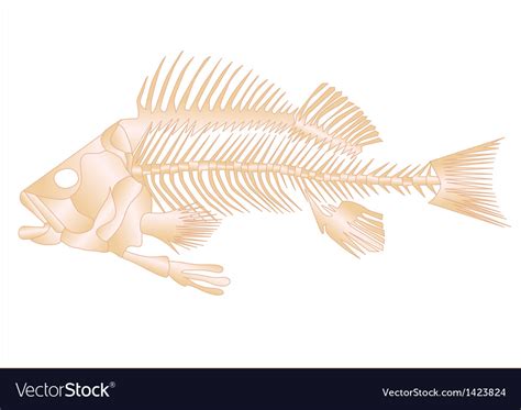 Fish Skeleton Royalty Free Vector Image Vectorstock