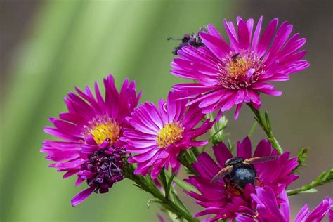 X Wallpaper Pink Petaled Flower Peakpx