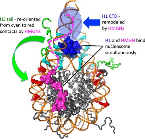 Model Of Hmgn And H Interaction With The Nucleosome Model Shows