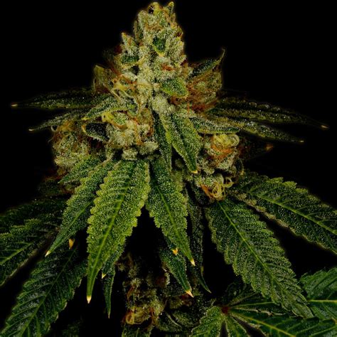 Buy Girl Scout Cookies Feminized Seeds By Premium Cultivars In America Stellar Seeds