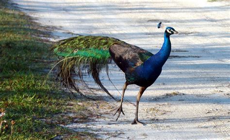 Pine Island Florida Pine Island Peacocks