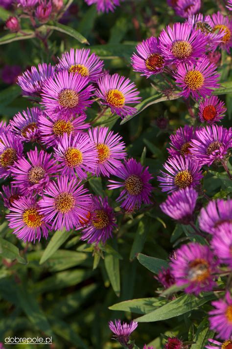 Szk Ka Bylin Dobrepole Aster Novae Angliae Andenken An Paul Gerber