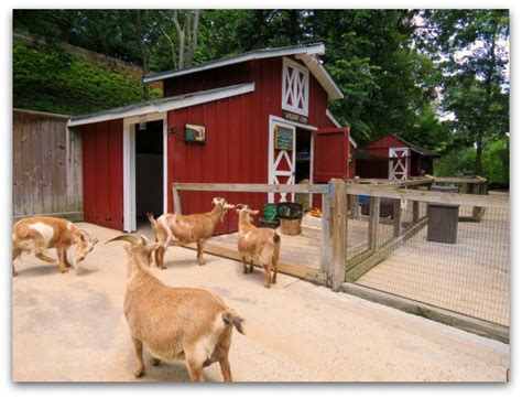 Greenville Zoo | Everything YOU Need to Know for the Perfect Visit