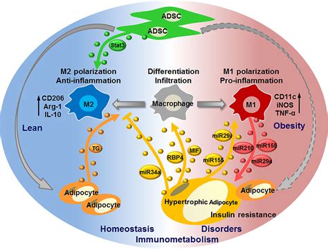 Frontiers Adipose Extracellular Vesicles Messengers From And To