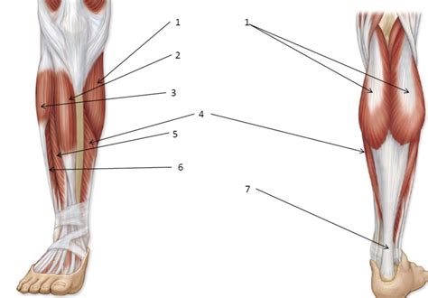 Lower Leg Muscles Diagram | Quizlet