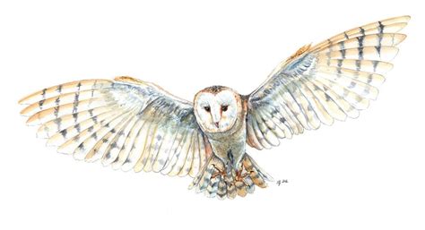 Flying Barn Owl Drawing