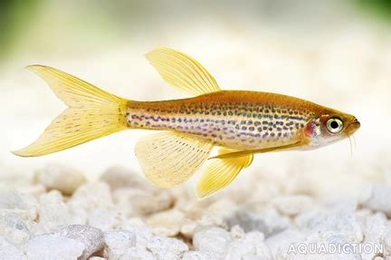 Leopard Danio - Danio rerio Fish Profile & Care Guide