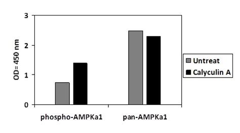 Phospho Ampka S And Total Ampka Elisa Kit Raybiotech