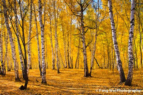 Autumn Birch Forest A Photo On Flickriver