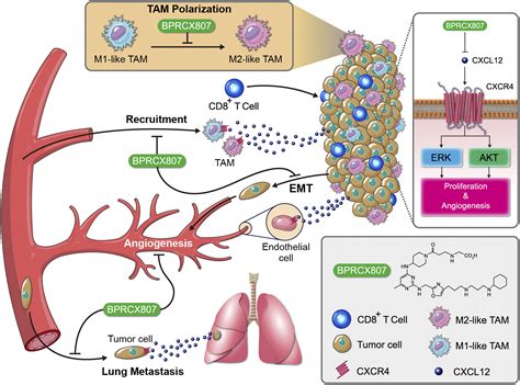 A Highly Selective And Potent Cxcr Antagonist For Hepatocellular