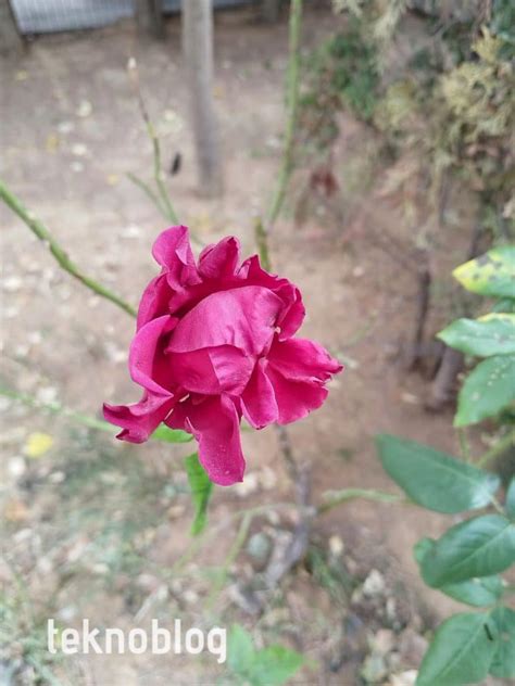 Huawei Nova 10 SE inceleme, yorumlar, video - Teknoblog