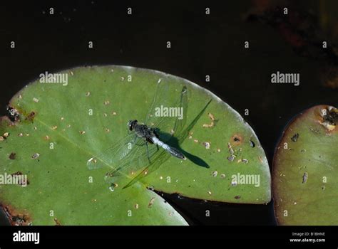 Lilypad Whiteface Leucorrhinia Caudalis Stock Photo Alamy