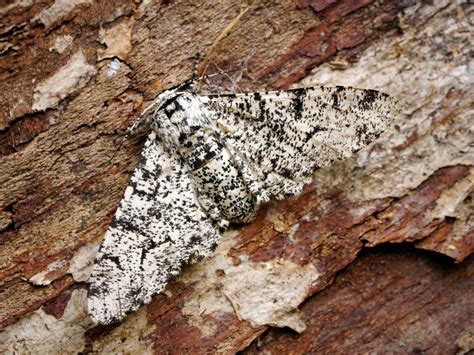 Peppered Moth Butterfly Conservation