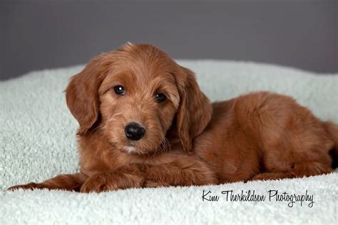 Goldendoodle 8 Week Old Bentley Goldendoodles 8 Weeks Bentley