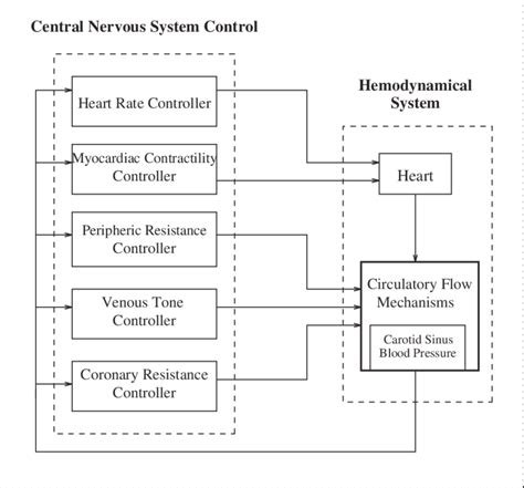 Simplified diagram of the cardiovascular system model | Download High ...