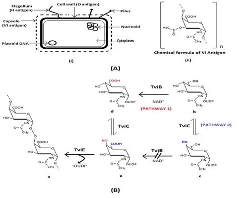 A I The Structure Of Salmonella Enterica Serovar Typhi Ii