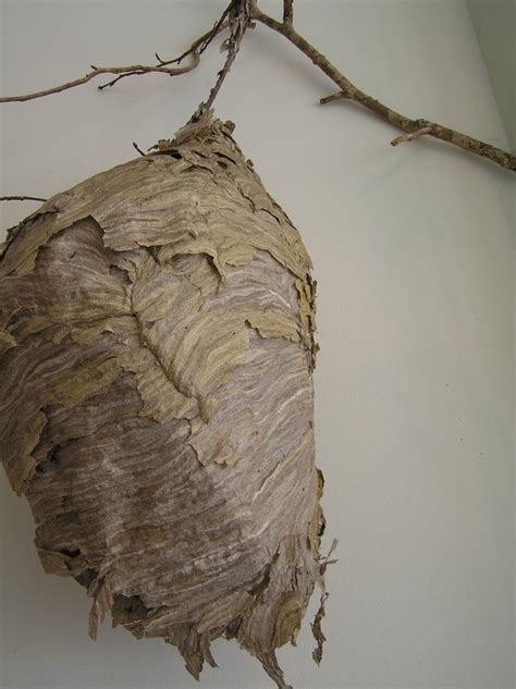 Google | Nature inspiration, Natural curiosities, Wasp nest