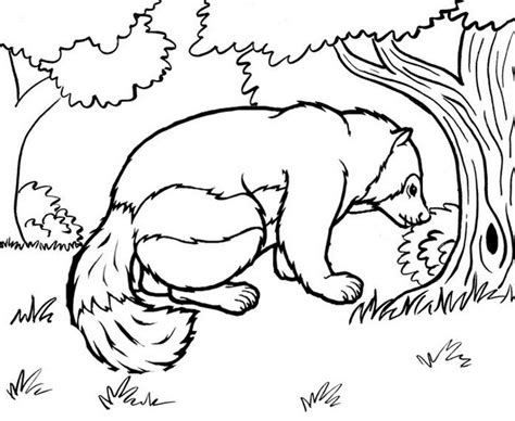 Honey Badger Coloring Page Coloring Pages