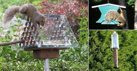 8 DIY Squirrel Proof Bird Feeder Ideas | Balcony Garden Web