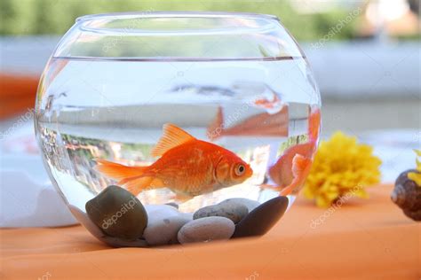 Goldfish In A Round Aquarium — Stock Photo © Greenjo 30329859