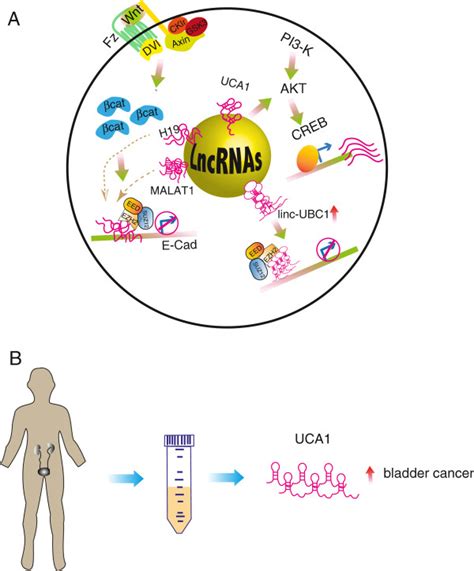 Long Noncoding Rna Lncrna Mediated Signaling Pathways In Bladder