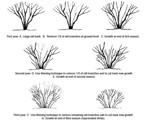 Pruning Ornamental Trees Shrubs And Vines Oklahoma State University